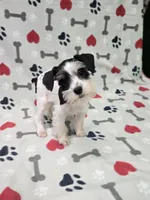Brea, a female Miniature Schnauzer for sale in Mitchell, IN – 2 of 5