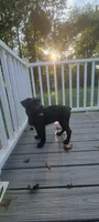 Karma , a female Standard Schnauzer for sale in Mitchell, IN – 2 of 3