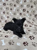 Maggie, a female Scottish Terrier for sale in Mitchell, IN – 3 of 4
