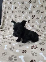 Maggie, a female Scottish Terrier for sale in Mitchell, IN – 4 of 4