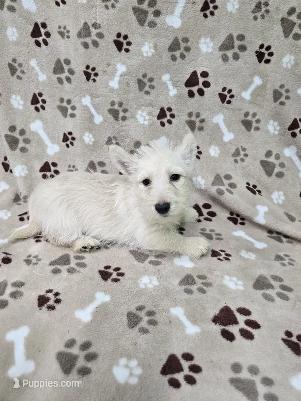 Fiona – Scottish Terrier puppy for sale in Mitchell, IN