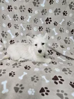 Fiona, a female Scottish Terrier for sale in Mitchell, IN – 1 of 4