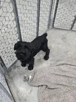 Karma , a female Standard Schnauzer for sale in Mitchell, IN – 3 of 4