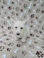 Fiona, a female Scottish Terrier for sale in Mitchell, IN – 4 of 4