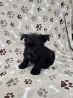 Gus, a male Scottish Terrier for sale in Mitchell, IN – 3 of 3