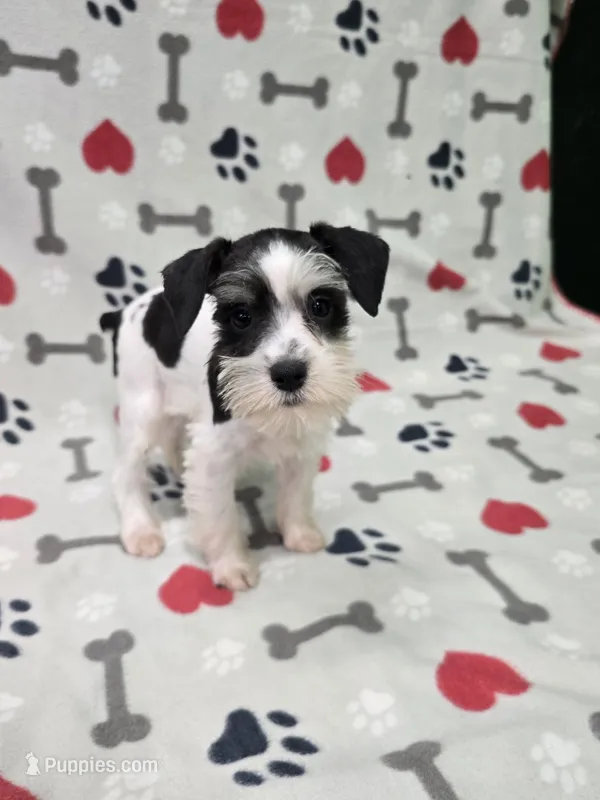 Brea – Miniature Schnauzer puppy for sale in Mitchell, IN