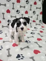 Brea, a female Miniature Schnauzer for sale in Mitchell, IN – 1 of 5