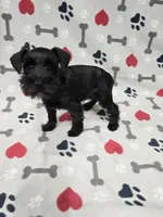 Shadow, a male Miniature Schnauzer for sale in Mitchell, IN – 4 of 4