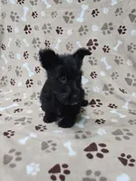 Maggie, a female Scottish Terrier for sale in Mitchell, IN – 2 of 4