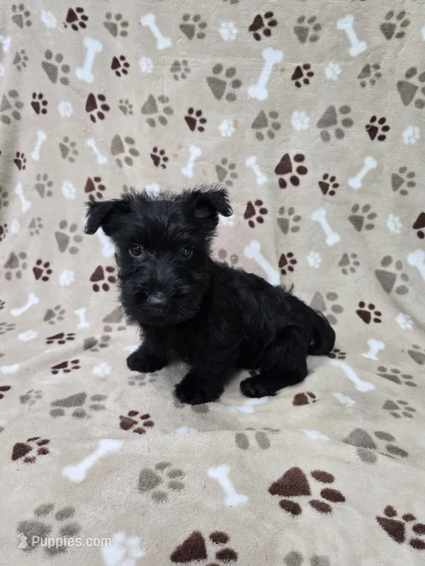 Gus – Scottish Terrier puppy for sale in Mitchell, IN