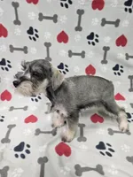 Pepper, a male Miniature Schnauzer for sale in Mitchell, IN – 4 of 5