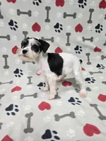 Brea, a female Miniature Schnauzer for sale in Mitchell, IN – 4 of 5