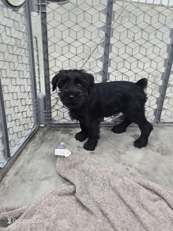 Karma  – Standard Schnauzer puppy for sale in Mitchell, IN