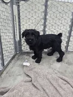 Karma , a female Standard Schnauzer for sale in Mitchell, IN – 1 of 4