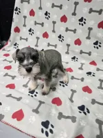 Pepper, a male Miniature Schnauzer for sale in Mitchell, IN – 2 of 5
