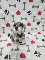 Pepper, a male Miniature Schnauzer for sale in Mitchell, IN – 3 of 5