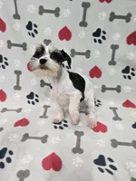 Brea, a female Miniature Schnauzer for sale in Mitchell, IN – 5 of 5