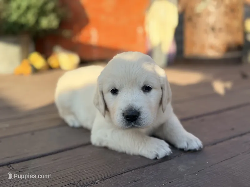 Blue Collar Forrest – English Cream Golden Retriever puppy for sale in Oelwein, IA