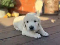 Blue Collar Forrest, a male English Cream Golden Retriever for sale in Oelwein, IA – 1 of 8