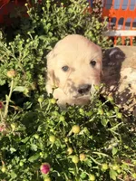 Pink Collar Poppy, a female English Cream Golden Retriever for sale in Oelwein, IA – 7 of 9