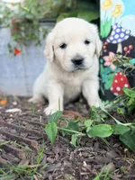 Light Blue Collar Aspen, a female English Cream Golden Retriever for sale in Oelwein, IA – 6 of 7