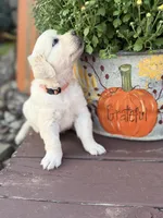 Orange Collar Marigold, a female English Cream Golden Retriever for sale in Oelwein, IA – 8 of 10