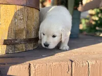 Purple Collar Iris, a female English Cream Golden Retriever for sale in Oelwein, IA – 8 of 9