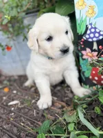 Light Blue Collar Aspen, a female English Cream Golden Retriever for sale in Oelwein, IA – 4 of 7