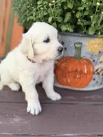 Orange Collar Marigold, a female English Cream Golden Retriever for sale in Oelwein, IA – 4 of 10