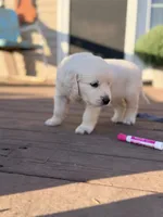 Blue Collar Forrest, a male English Cream Golden Retriever for sale in Oelwein, IA – 3 of 8