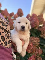 Pink Collar Poppy, a female English Cream Golden Retriever for sale in Oelwein, IA – 6 of 9