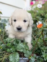Light Blue Collar Aspen, a female English Cream Golden Retriever for sale in Oelwein, IA – 5 of 7