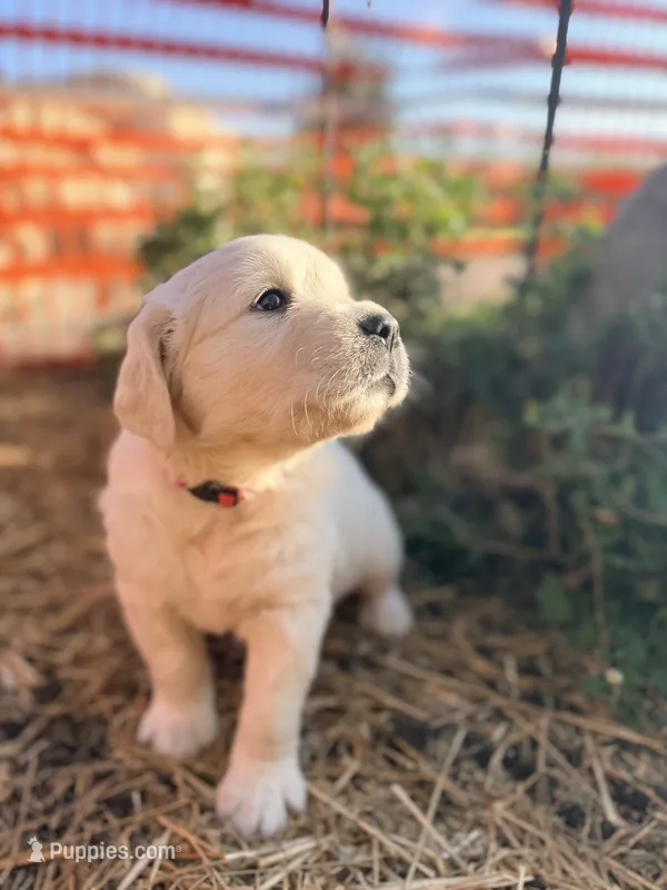 Pink Collar Poppy – English Cream Golden Retriever puppy for sale in Oelwein, IA