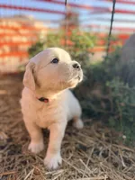 Pink Collar Poppy, a female English Cream Golden Retriever for sale in Oelwein, IA – 1 of 9