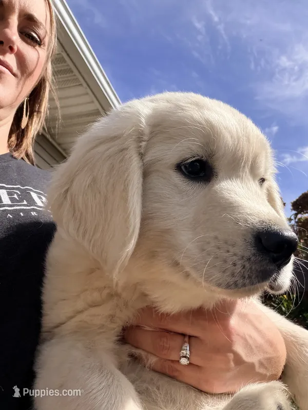 Blue Collar Forrest – Golden Retriever, English Cream Golden Retriever puppy for sale in Oelwein, IA