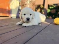 Purple Collar Iris, a female English Cream Golden Retriever for sale in Oelwein, IA – 9 of 9