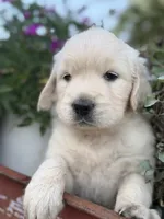 White Collar Lilly, a female English Cream Golden Retriever for sale in Oelwein, IA – 3 of 6