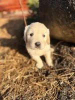 Pink Collar Poppy, a female English Cream Golden Retriever for sale in Oelwein, IA – 9 of 9