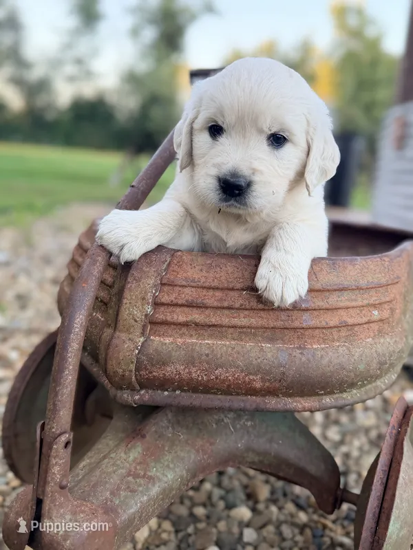 Yellow Collar Daisy – English Cream Golden Retriever puppy for sale in Oelwein, IA
