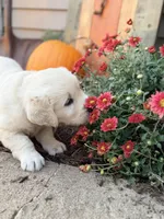 Orange Collar Marigold, a female English Cream Golden Retriever for sale in Oelwein, IA – 6 of 10