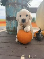 Yellow Collar Daisy, a female English Cream Golden Retriever for sale in Oelwein, IA – 4 of 6