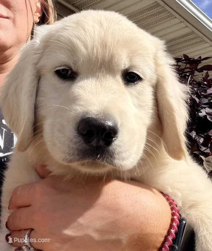 Orange Collar Marigold  – Golden Retriever, English Cream Golden Retriever puppy for sale in Oelwein, IA
