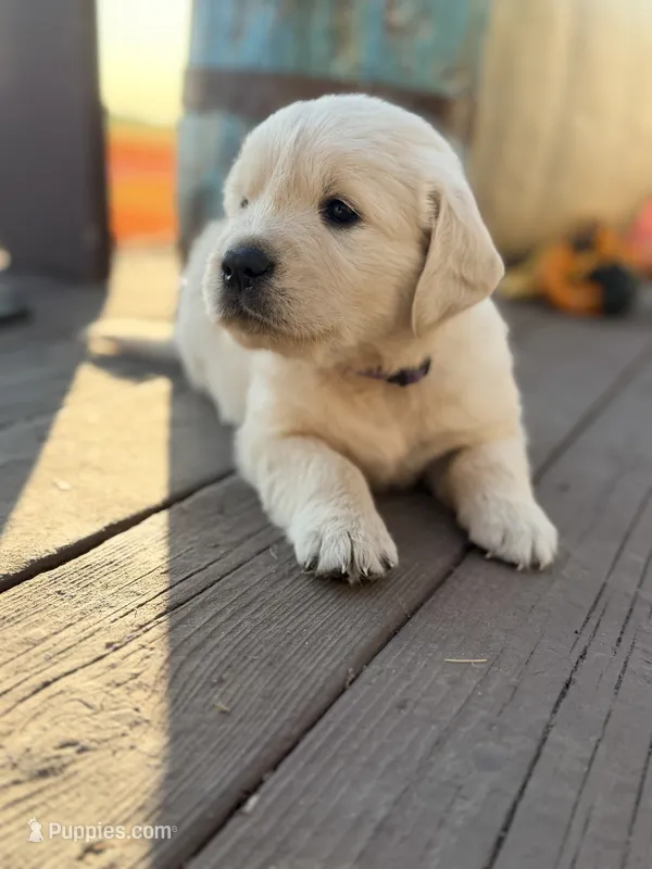 Purple Collar Iris – English Cream Golden Retriever puppy for sale in Oelwein, IA