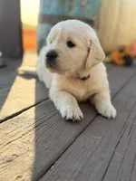 Purple Collar Iris, a female English Cream Golden Retriever for sale in Oelwein, IA – 1 of 9