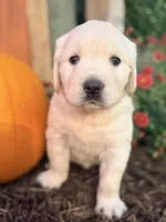 Blue Collar Forrest, a male English Cream Golden Retriever for sale in Oelwein, IA – 8 of 8