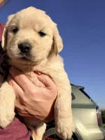Pink Collar Poppy, a female English Cream Golden Retriever for sale in Oelwein, IA – 3 of 9