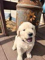 Purple Collar Iris, a female English Cream Golden Retriever for sale in Oelwein, IA – 7 of 9