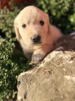 Pink Collar Poppy, a female English Cream Golden Retriever for sale in Oelwein, IA – 2 of 9