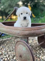 Yellow Collar Daisy, a female English Cream Golden Retriever for sale in Oelwein, IA – 3 of 6