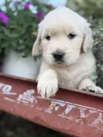 White Collar Lilly, a female English Cream Golden Retriever for sale in Oelwein, IA – 2 of 6